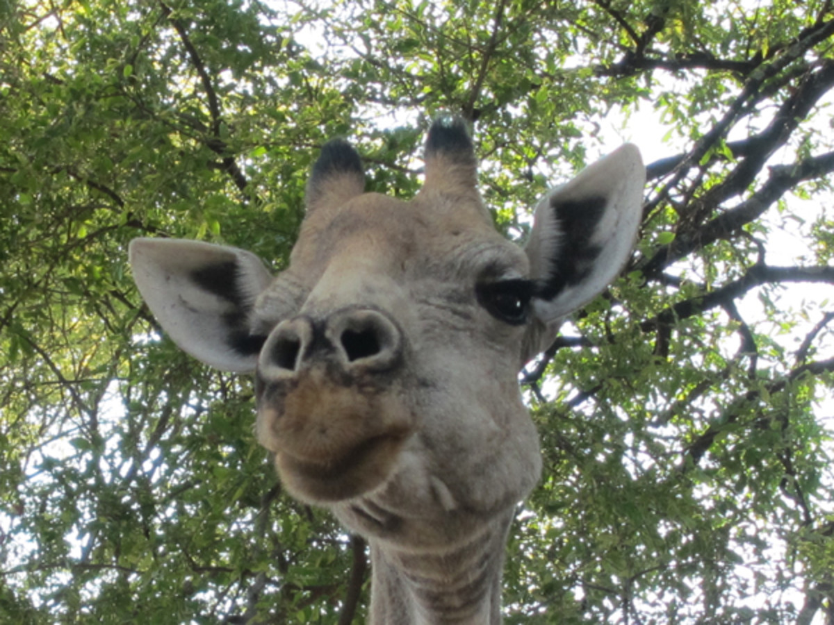 animals-giraffe.jpg